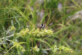 Bioaktive Stoffe in Heilpflanzen Naturapotheke