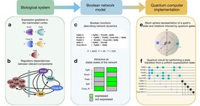 biologische Systeme über Boolesche Netzwerke im Quantencomputing 