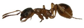 Kohlenwasserstoffe der Ameise Myrmica rubra können Kristalle bilden. Das Verhältnis von festen und flüssigen Bestandteilen beeinflusst die Funktionsfähigkeit der Kohlenwasserstoffschicht – als Austrocknungsschutz und als Kommunikationssignal.