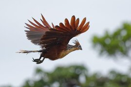 Der Hoatzin hatte vor etwa 64 Millionen Jahren einen letzten gemeinsamen Vorfahren mit den Caprimulgiformes (Ziegenmelker, Segler, Kolibris) 