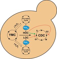 Peroxiredoxin-Wasserstoffperoxid (H2O2)-abhängiges Thiol-Redox-Relais