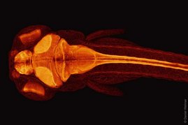 Zebrafisch