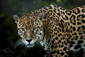 Jaguar Tier
