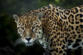 Jaguar Tier