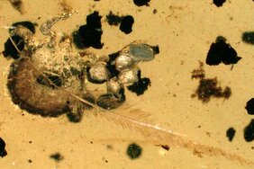 Khimaira fossus kombiniert den Körper einer Lederzecke mit den Mundwerkzeugen einer Schildzecke.