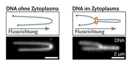 Visualisierung von DNA Schleifen. Links: Strecken eines fixierten DNA Moleküls in Puffer. Rechts: Gestrecktes DNA Molekül mit Schleife, gebildet durch ringförmige Proteinkomplexe im Zytoplasma.