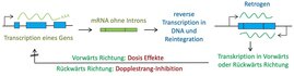 Das unterschätzte Mutationspotential der Retrogene