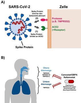 Die Bauchspeicheldrüsenmedikamente Camostat und Nafamostat hemmen die Vermehrung von SARS-CoV-2 in Lungengewebe. 