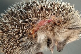 Igel mit Schnittverletzung