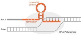 Künstliche Intelligenz RNA