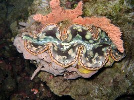 Tridacna gigas (Linnaeus, 1758) - Große Riesenmuschel