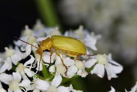 Der Schwefelkäfer (Cteniopus sulphureus) 