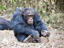 Schimpanse beim Knacken einer Nuss mithilfe von Steinen.