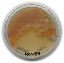 Cinerubin-Produzent Streptomyces kroppenstedtii DSM 40484T auf R5-Agarplatte 