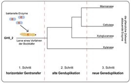 Drei Schritte zum (evolutionären) Erfolg der Bockkäfer 