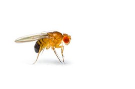 Die Fruchtfliege Drosophila melanogaster