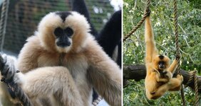 Nördliches Weißwangen-Schopfgibbon 