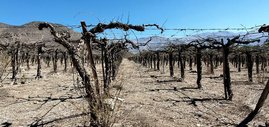 Abgestorbenen Weinreben in der Region um Los Andes