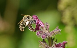 Schlürfbienen