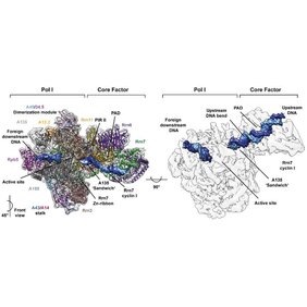 Die molekulare Struktur des Übergangszustands eines RNA-Polymerase I Initiationskomplexes gelöst mittels Einzelpartikel kryo-Elektronenmikroskopie