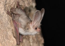 Erstmals lebend fotografiert: Ein seit Jahrzehnten verschollenes Turkestan-Langohr Plecotus turkmenicus bei seiner Wiederentdeckung. Erstmals lebend fotografiert: Ein seit Jahrzehnten verschollenes Turkestan-Langohr Plecotus turkmenicus bei seiner Wiederentdeckung.