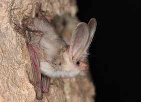 Erstmals lebend fotografiert: Ein seit Jahrzehnten verschollenes Turkestan-Langohr Plecotus turkmenicus bei seiner Wiederentdeckung. Erstmals lebend fotografiert: Ein seit Jahrzehnten verschollenes Turkestan-Langohr Plecotus turkmenicus bei seiner Wiederentdeckung.
