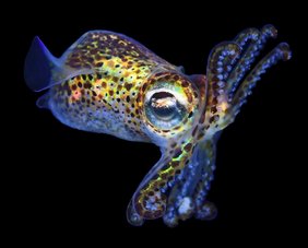 Bobtail-Tintenfisch