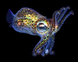 Bobtail-Tintenfisch