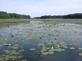 Wasserpflanzen können ein Gewässer maßgeblich prägen