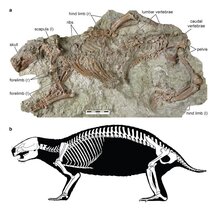 Das Fossil (oben) und die Umzeichnung des Skeletts (unten): Der bestens erhaltene Fund verfügt über eine ungewöhnliche Kombination aus primitiven und modernen Merkmalen. 