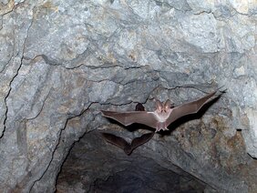 Fliegende Fledermaus