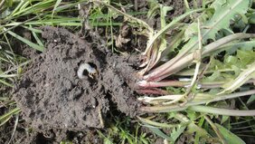 Maikäfer-Larve knabbert an den Wurzeln ihrer Futterpflanze