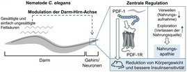 Signalweg der Regulation der Nahrungsaufnahme im Modellorganismus Caenorhabditis elegans. Signalweg der Regulation der Nahrungsaufnahme im Modellorganismus Caenorhabditis elegans.