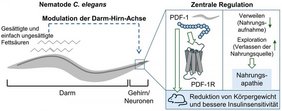 Signalweg der Regulation der Nahrungsaufnahme im Modellorganismus Caenorhabditis elegans. Signalweg der Regulation der Nahrungsaufnahme im Modellorganismus Caenorhabditis elegans.
