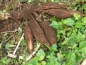 Maniokwurzel