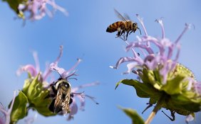 Beim Schutz von Bienen, Schmetterlingen und anderen Bestäubern behindert Europa sich selbst. Bienen an Blüten