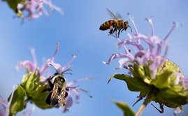 Beim Schutz von Bienen, Schmetterlingen und anderen Bestäubern behindert Europa sich selbst. Bienen an Blüten