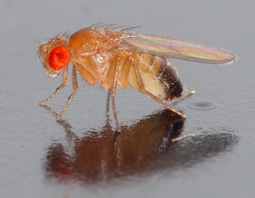 Foto von Drosophila melanogaster