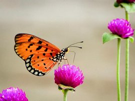 Schmetterling Acraea terpsicore