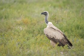 Weißrückengeier (Gyps africanus)