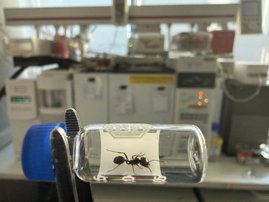 Messor barbarus-Arbeiterin vor dem Gaschromatographen 