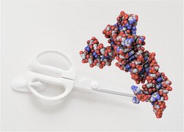 Molekulare Schere RNA