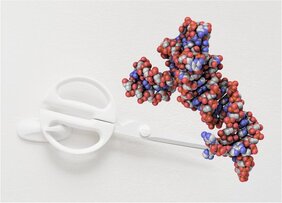 Molekulare Schere RNA
