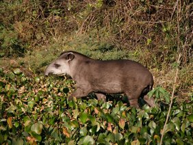 Flachlandtapir (Tapirus terrestris) im Pantanal 