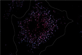 In dieser Zelle wurde Toll-like Rezeptor 7 pink angefärbt, um ihre Anzahl und Lage unter dem Mikroskop zu analysieren. 