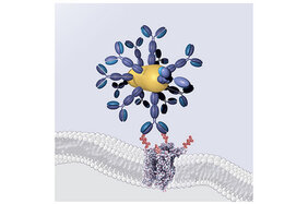 Drei-Komponenten-System: Antikörper (blau), Gold-Nanorod (gold) und wärmeempfindlicher Kanal (Struktur in der Membran; unterhalb des Antikörper-Gold-Nanorod-Konjugats)