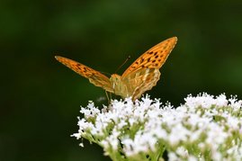 Kaisermantel-Schmetterling 