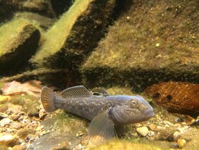 Rasante Verbreitung innert weniger Jahre: Schwarzmund-Grundel (Neogobius melanostomus).  