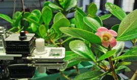 Photosynthesemessung an dem Baum Clusia minor.