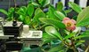 Photosynthesemessung an dem Baum Clusia minor.